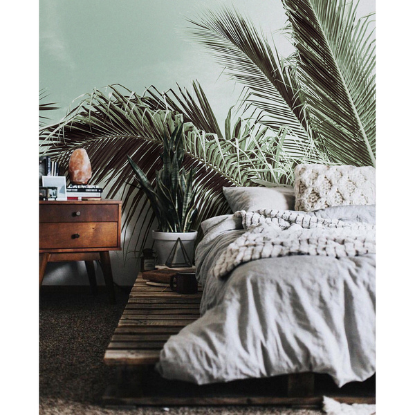 Wallpaper Here A Palm Tree Has Grown!