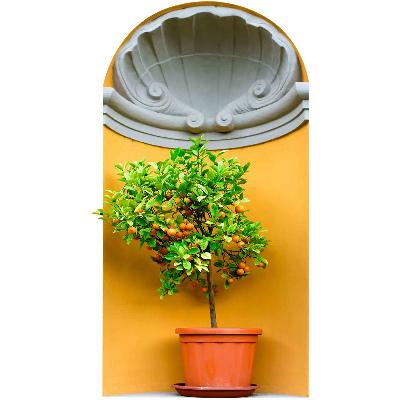 3D illusion wall decal 22x39 Orange tree