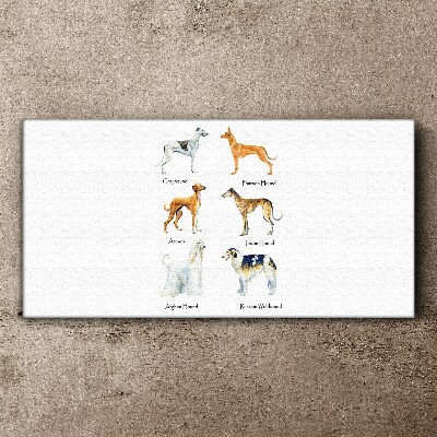 Breeds of dogs of the chrts Print on canvas