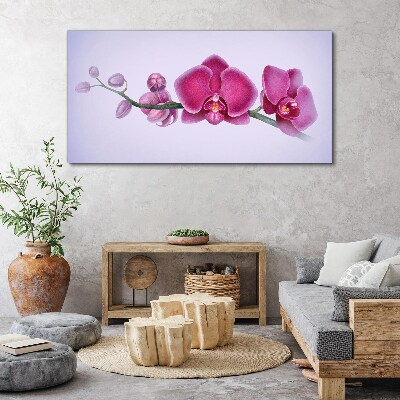 Orchids in delicate shades of pink Canvas wall art