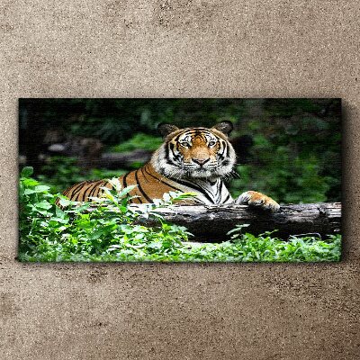 Tiger in the green forest Canvas wall art