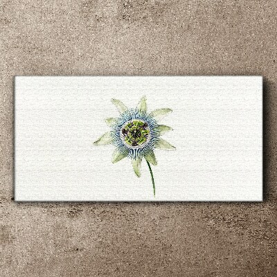 Passion flower on white background Print on canvas