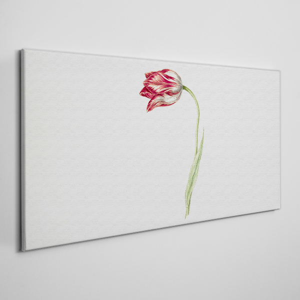 Tulip in delicate shades Print on canvas