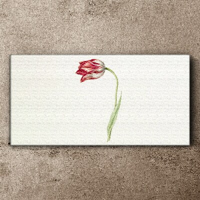 Tulip in delicate shades Print on canvas