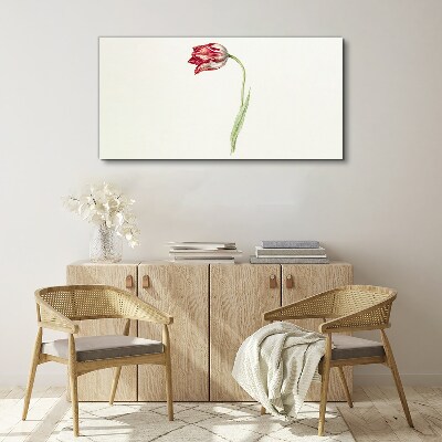 Tulip in delicate shades Print on canvas