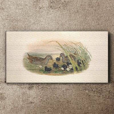 Duck families in a water environment Print on canvas