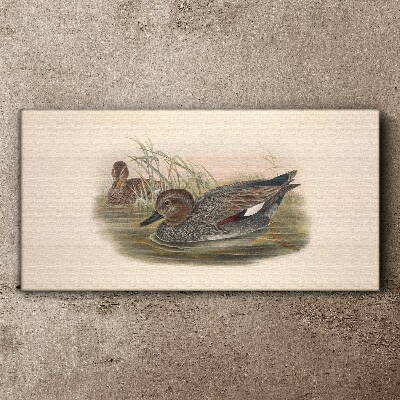 Ducks calm in their natural surroundings Canvas wall art