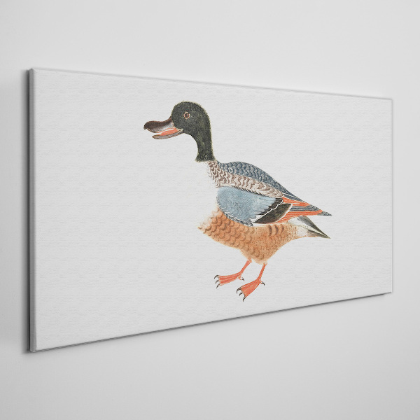 A duck in a colorful coat Print on canvas