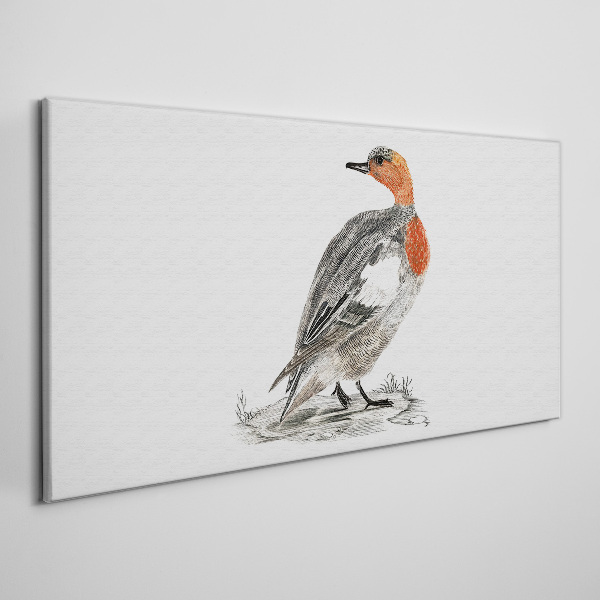Red-breasted duck on white background Print on canvas