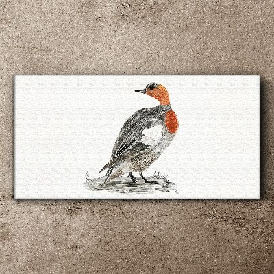 Red-breasted duck on white background Print on canvas