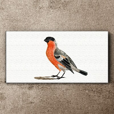 Robin against a white background Canvas wall art