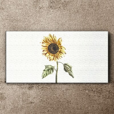 Sunflower flower on white background Canvas wall art