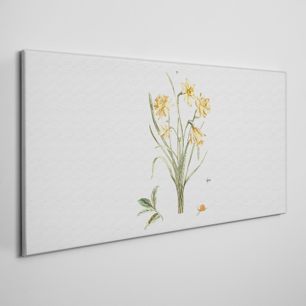 Daffodil flowers with a nature motif Print on canvas