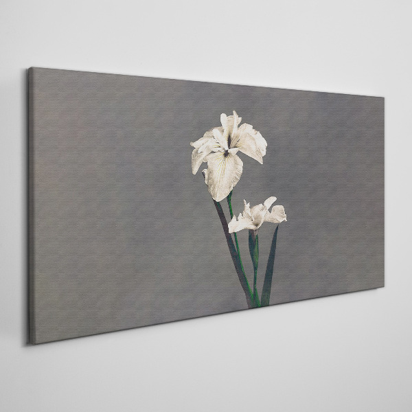 White irises on a gray background Print on canvas