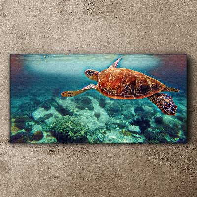 Sea ​​turtle water Canvas Wall art