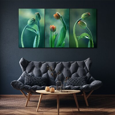 Flowers plants tulips Canvas print