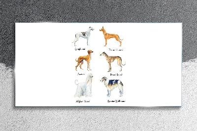 Breeds of dogs of the chrts Glass art print