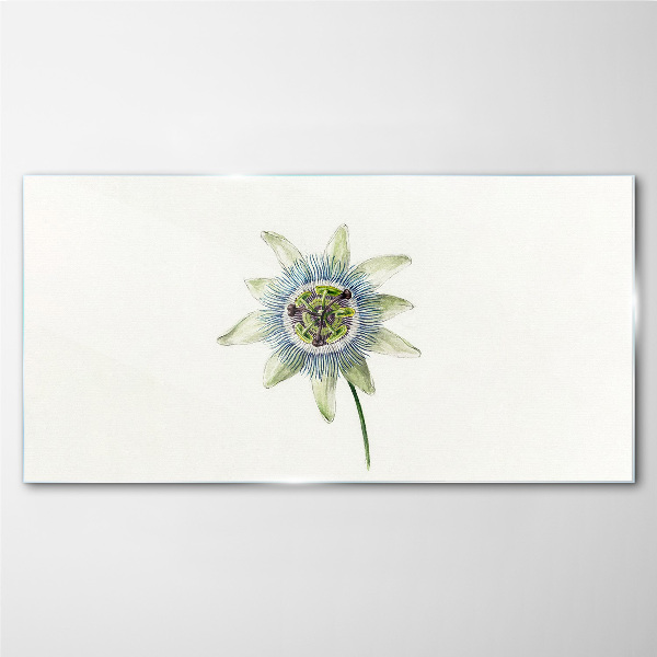 Passion flower on white background Glass art print