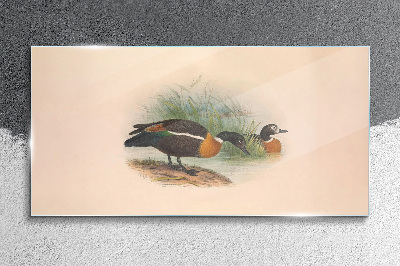 Two ducks in the grass Glass art print