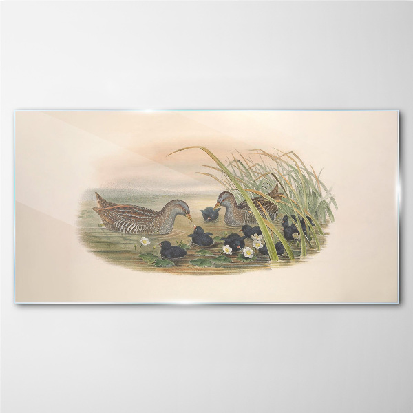 Duck families in a water environment Glass art print