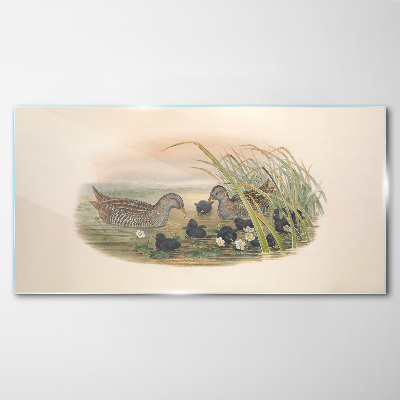 Duck families in a water environment Glass art print