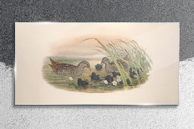 Duck families in a water environment Glass art print
