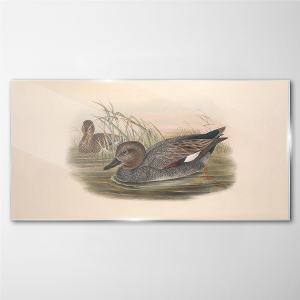 Ducks calm in their natural surroundings Wall art on glass
