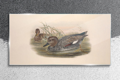 Ducks calm in their natural surroundings Wall art on glass