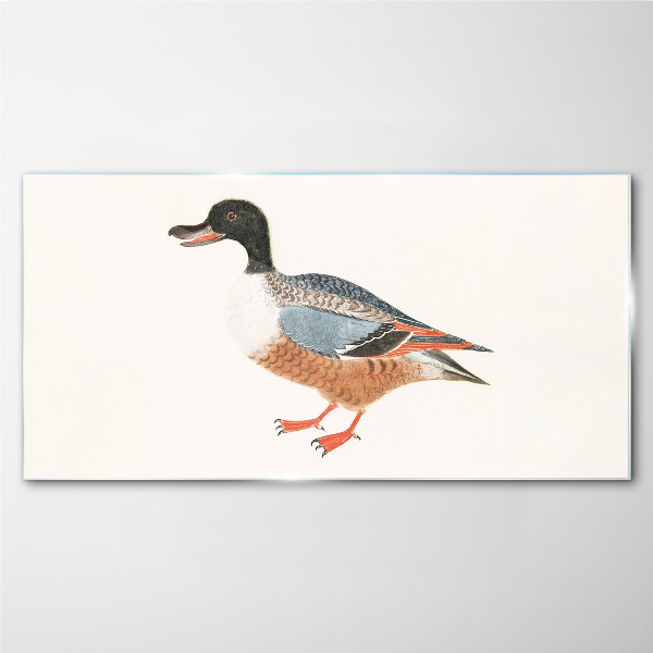 A duck in a colorful coat Glass art print