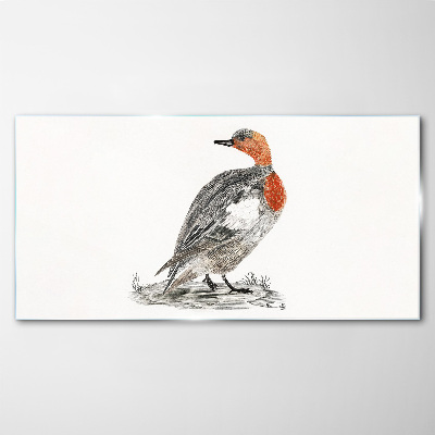 Red-breasted duck on white background Glass art print