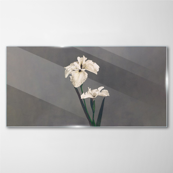 White irises on a gray background Glass art print