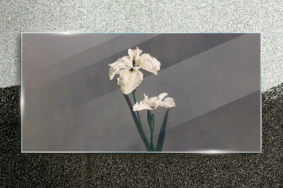 White irises on a gray background Glass art print