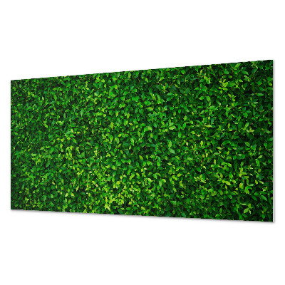 Square wall panel A dense wall of leaves