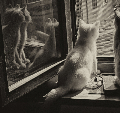 Roller blind Cats in the window