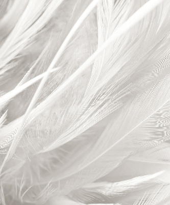 Roller blind Feathers