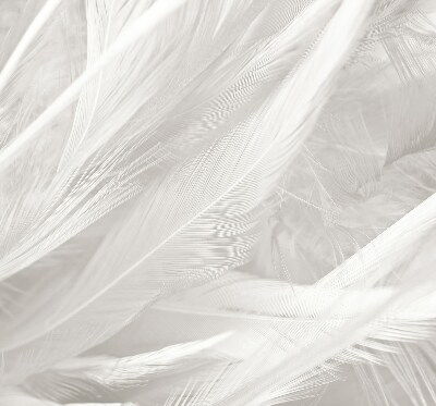 Roller blind Feathers