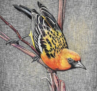 Window blind Bird on a branch