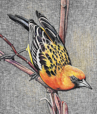 Window blind Bird on a branch