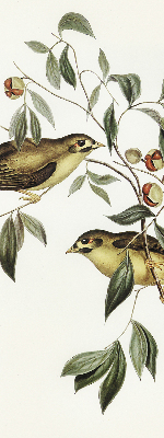 Window blind Birds on a tree