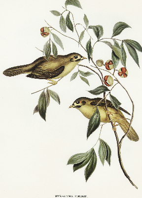 Window blind Birds on a tree