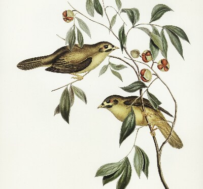 Window blind Birds on a tree