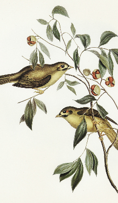 Window blind Birds on a tree