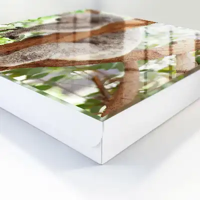 Decorative key box Koala relaxing in natural surroundings