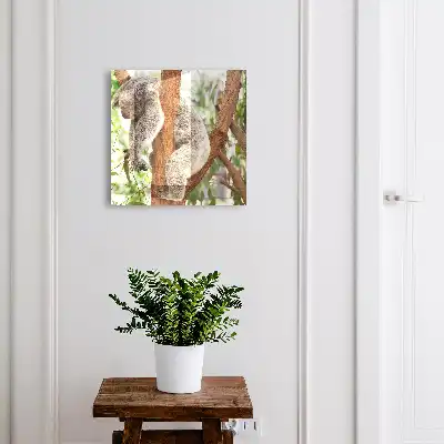 Decorative key box Koala relaxing in natural surroundings