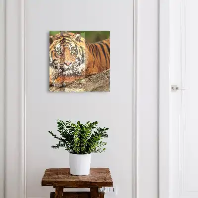 Wall mounted key cabinet Tiger resting with an intense gaze