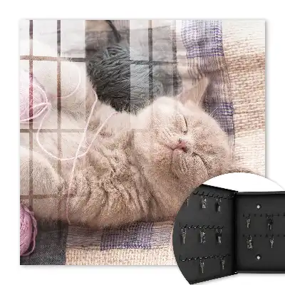 Key cabinet Kitten sleeping silently relaxing