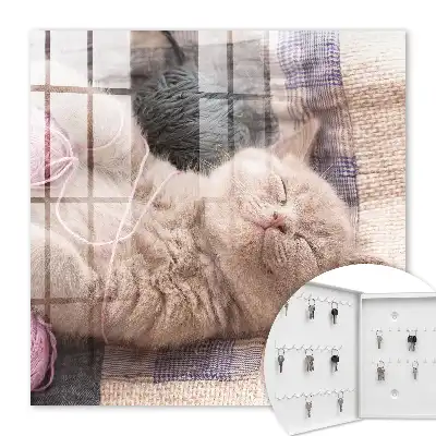 Key cabinet Kitten sleeping silently relaxing