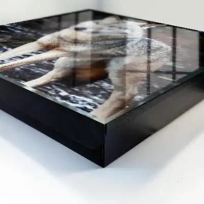 Key box for home A wolf in a forest full of contrasts