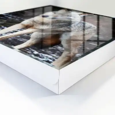 Key box for home A wolf in a forest full of contrasts