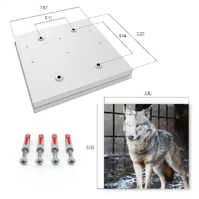 Key box for home A wolf in a forest full of contrasts